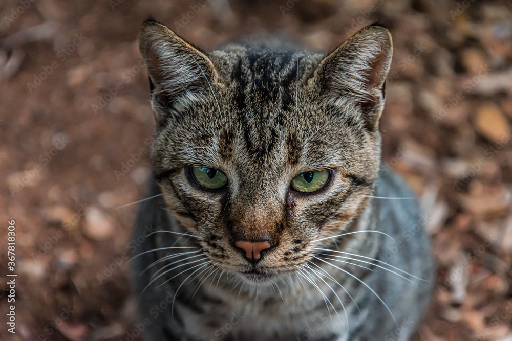 Cat's dangerous look