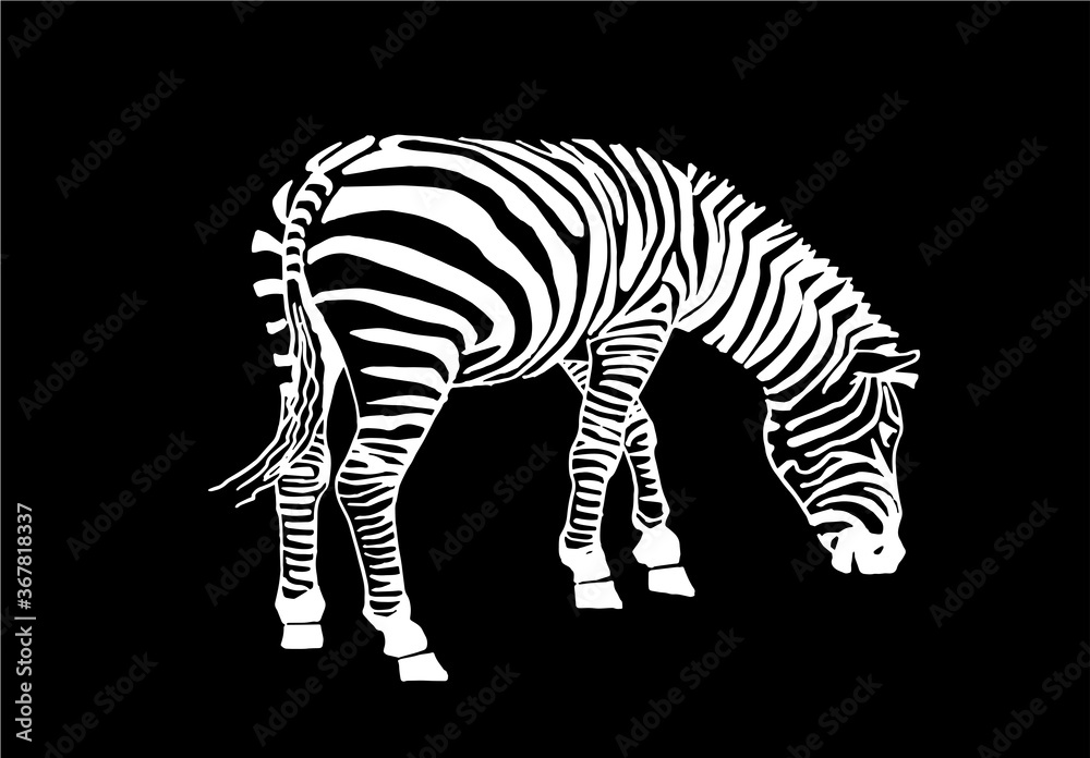 Fototapeta premium Graphical zebra isolated on black background, vector engraved illustration