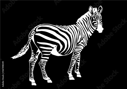 Graphical zebra standing isolated on black background  vector engraved illustration