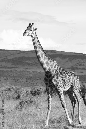 Photography One isolated close-up giraffe walk through the savannah, in black and white, monochrome,  Kenya, Africa