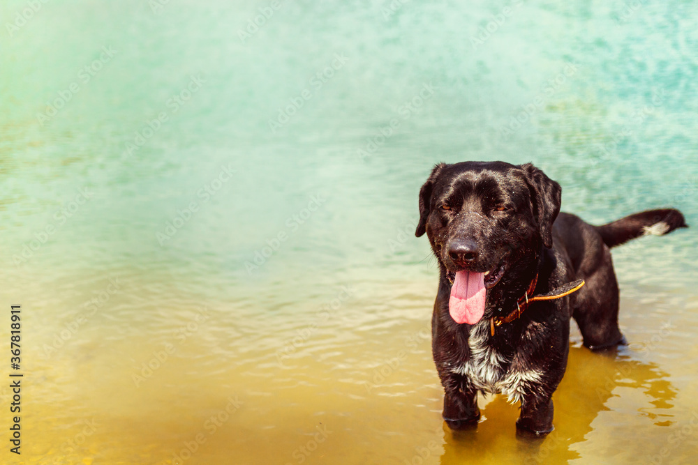 dog black in color, nice posing on camera while standing in water dog black in color, nice posing on camera while standing in water