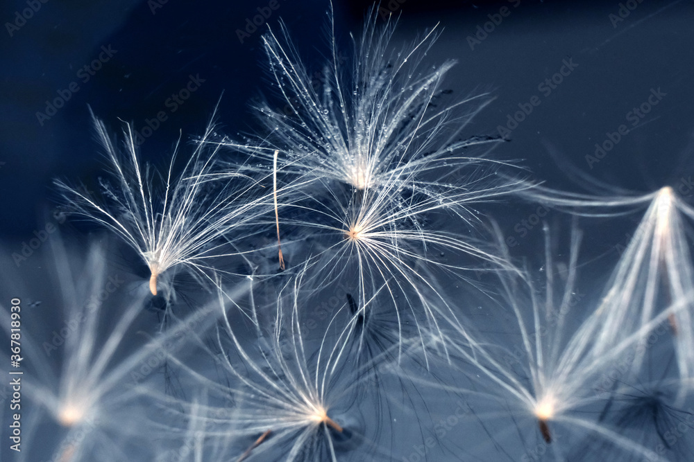 Naklejka premium Dendelion. Abstract macro photo of dendelion seeds
