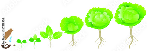 Cycle of growth of a cabbage plant on a white background.