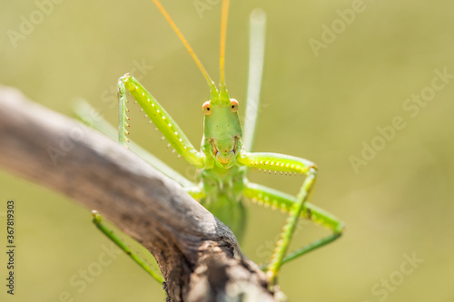 Bush cricket or Spiked Magician (Saga pedo) on the branch photo