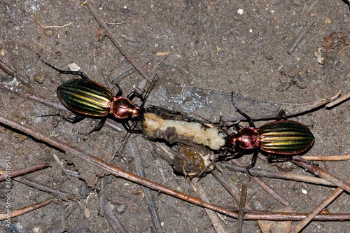 High angle shot of the shiny and colourful Carabus auronitens beetles eating photo