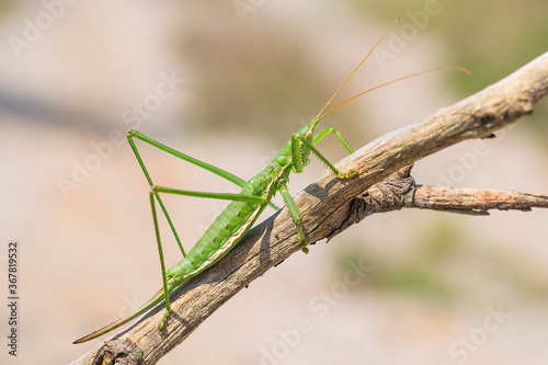 Bush cricket or Spiked Magician (Saga pedo) on the branch