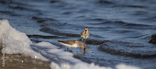 Birds feeding on the shores of a polluted sea