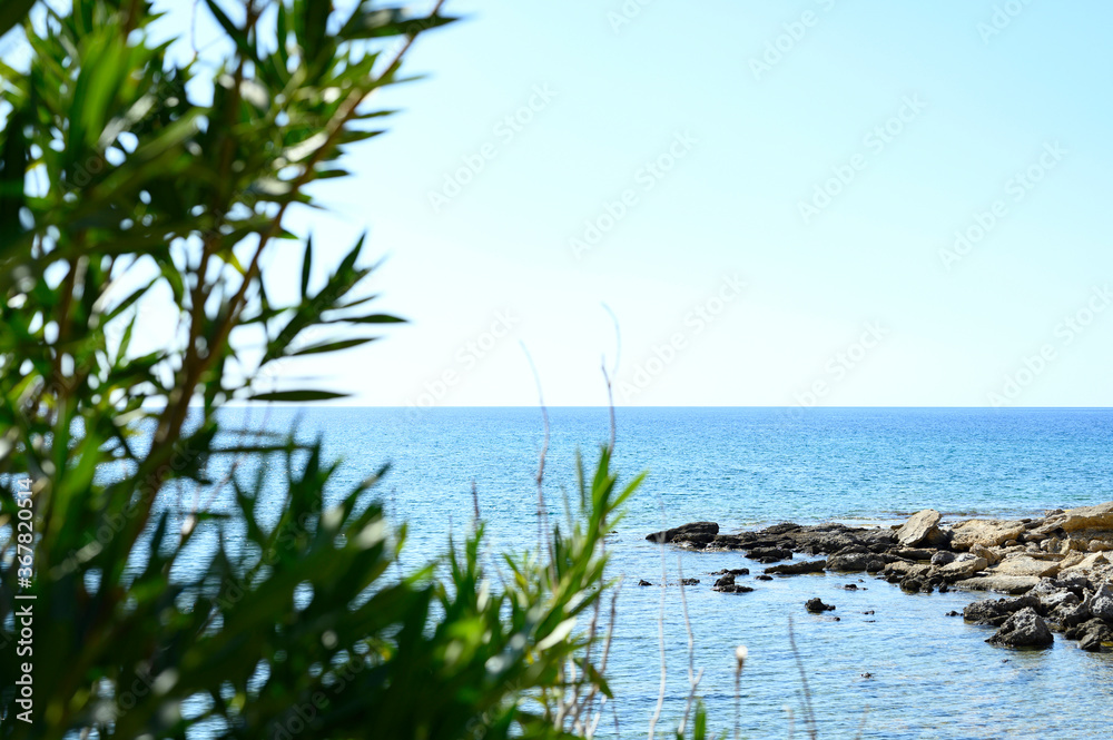 seascape view through the plants branch seascape view through the plants branch