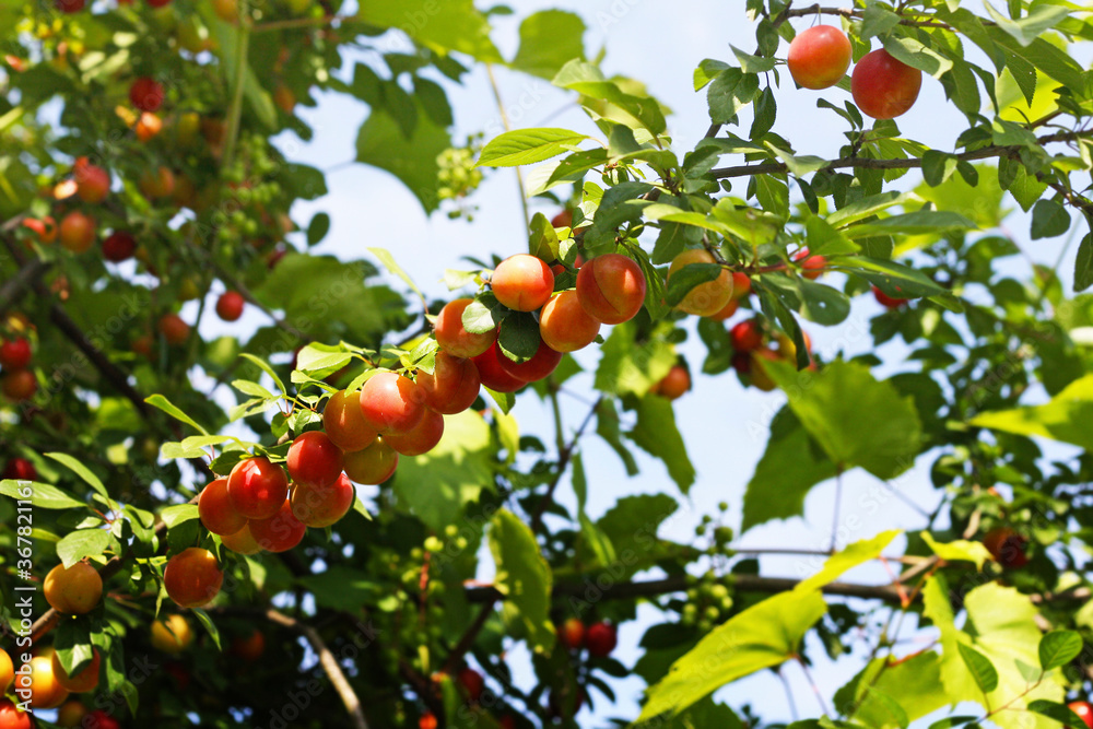 Cherry plum on a branch.