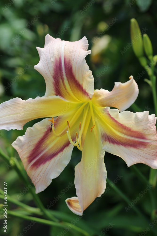 Fototapeta premium Tagliliensämling