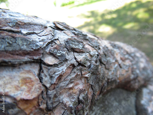 Tree Bark Texture Close-up Macro Park Background