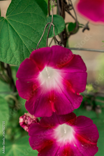 Flor de enredadera/planta escandente rosa
