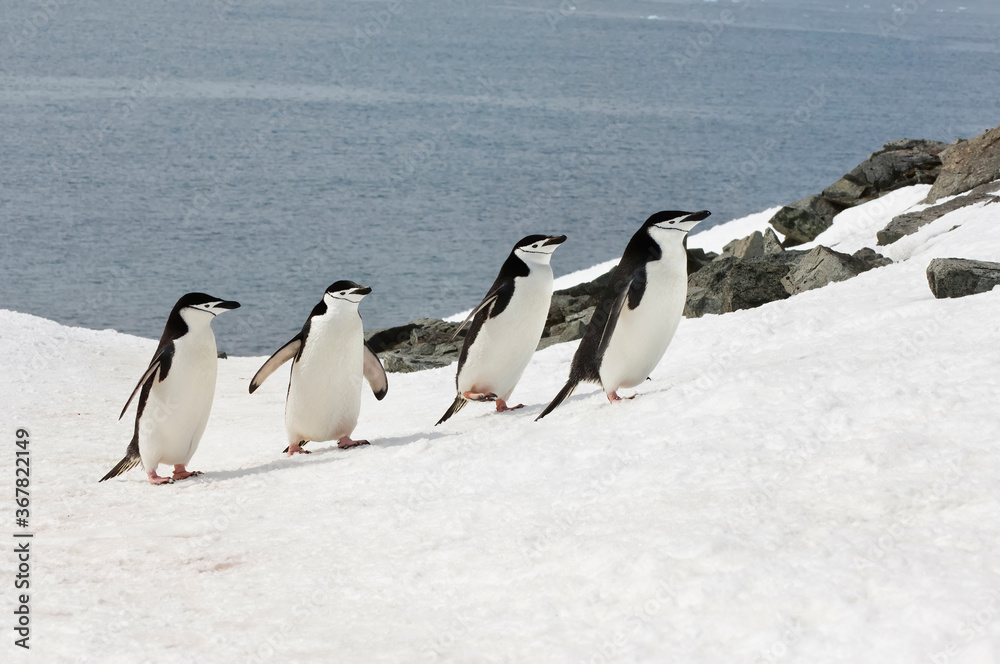 Fototapeta premium Chinstrap penguins (Pygoscelis Antarctica) walking up a glacial ice cap, Half Moon Island, South Shetland Island, Antarctic Peninsula