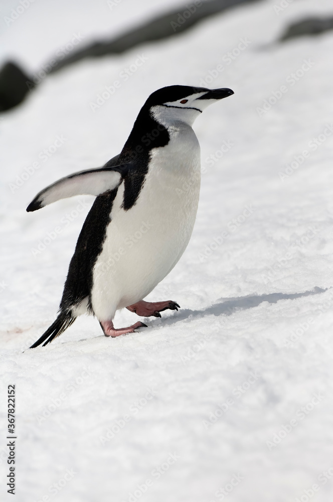 Fototapeta premium Chinstrap penguin (Pygoscelis Antarctica) walking up a glacial ice cap, Half Moon Island, South Shetland Island, Antarctic Peninsula