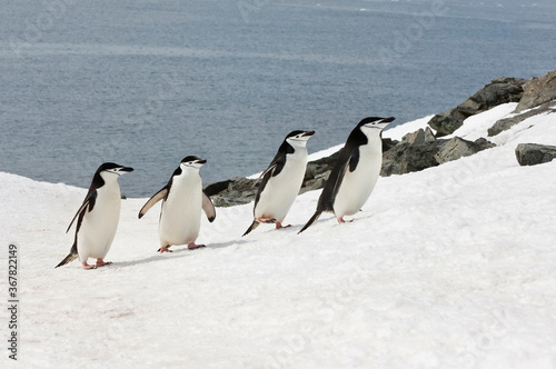 Chinstrap penguins (Pygoscelis Antarctica) walking up a glacial ice cap, Half Moon Island, South Shetland Island, Antarctic Peninsula