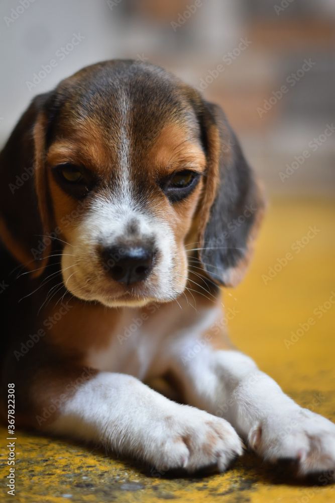 Dog Social - closeup of a beagle puppy on a yellow blur background, Cute Beagle puppy 