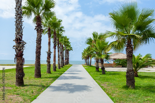 Palm trees on the Black Sea coast in Anaklia, Georgia photo