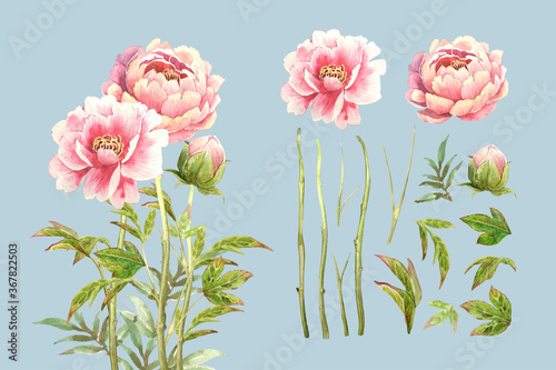 Water color pink Peony flower bouquet and isolated on blue background. 