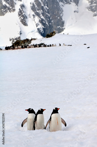 Gentoo Penguins  Pygoscelis papua  walking in deep snow  Cuverville Island  Antarctic Peninsula