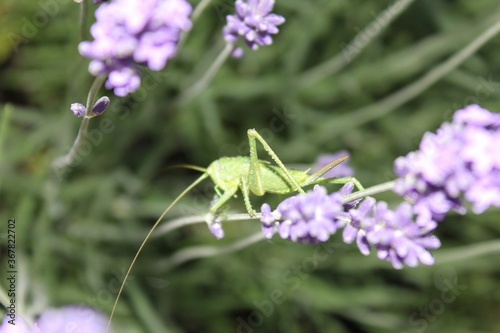 grasshopper on lavender