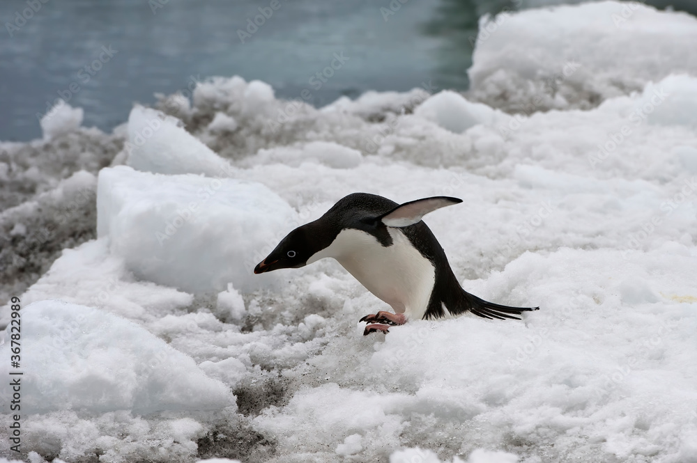 Fototapeta premium Adelie Penguin (Pygoscelis adeliae) on the ice shelf, Brown Bluff, Peninsula Antarctica