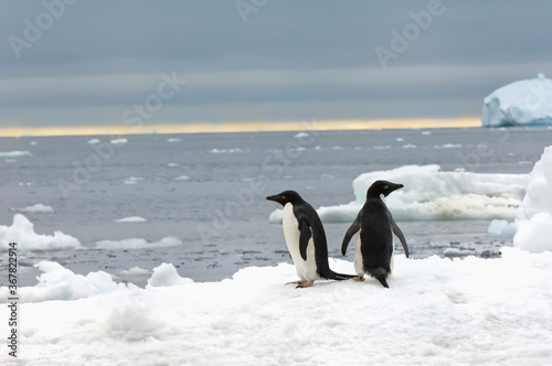 Two Adelie Penguins  Pygoscelis adeliae  on the ice shelf  Brown Bluff  Peninsula Antarctica
