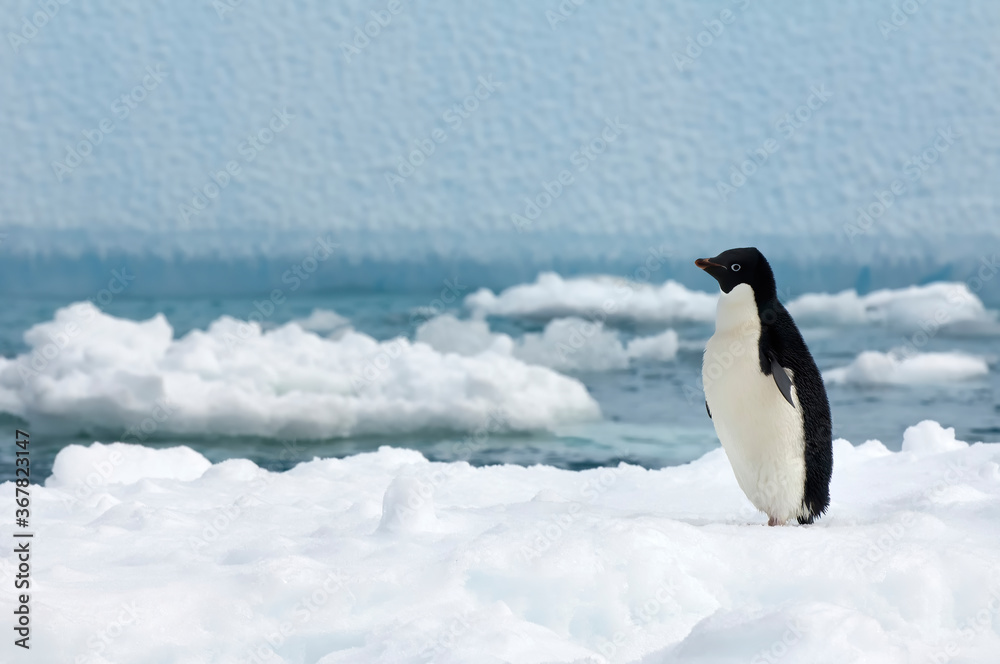 Fototapeta premium Adelie penguin (Pygoscelis adeliae) standing on an iceberg, Paulet Island, Erebus and Terror Gulf, Antarctic peninsula
