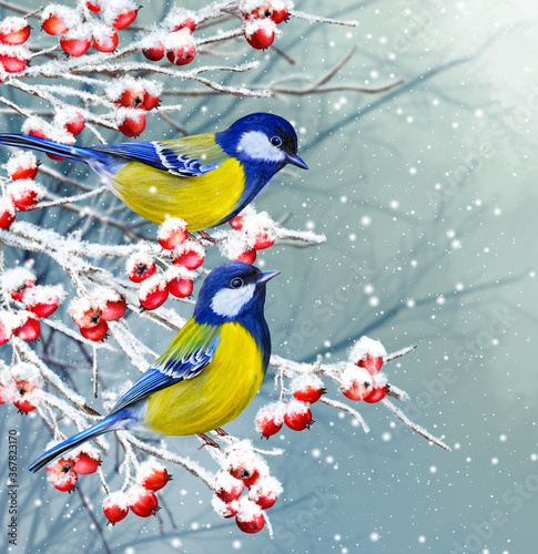 Winter Christmas background, two yellow little tit birds sit on a snowy branch, snowfall, clusters of berries, evening lighting. © sokolova_sv