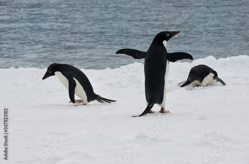 Group of Adelie penguins  Pygoscelis adeliae  on an iceberg  Paulet Island  Erebus and Terror Gulf  Antarctic peninsula