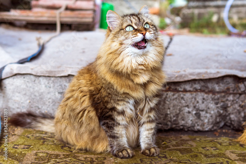 siberian cat with green eyes opened her mouth asking for food on the street. a pet © Алексей Филатов