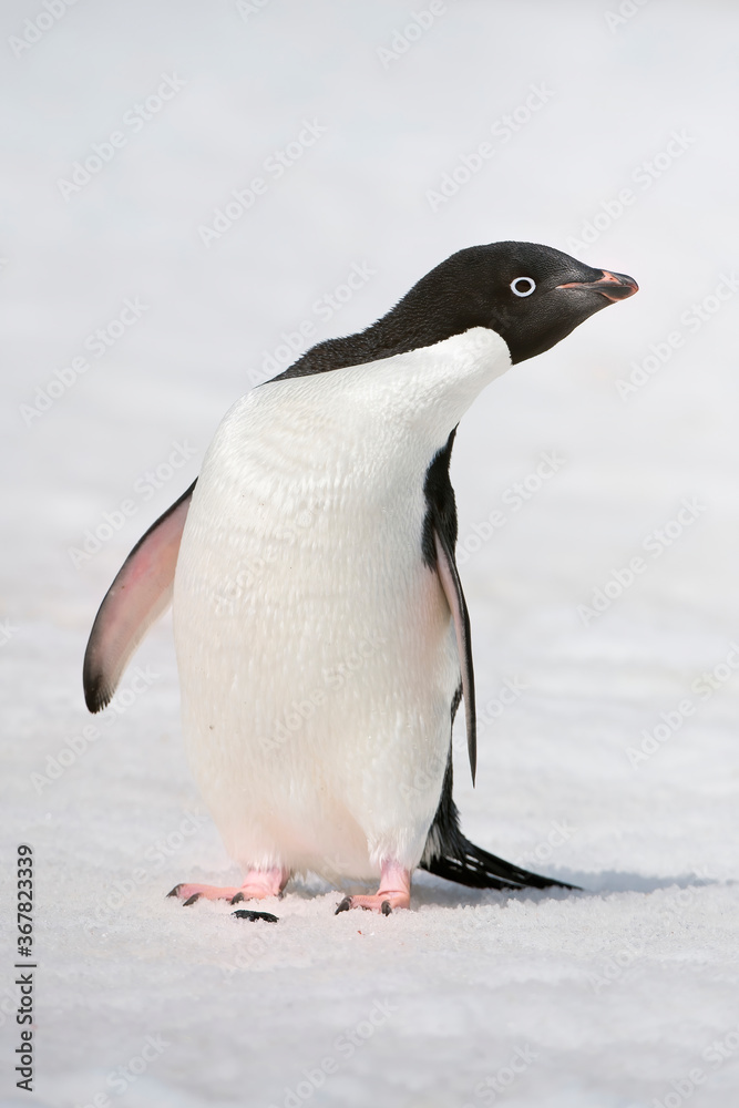 Obraz premium Adelie Penguin (Pygoscelis adeliae), Paulet Island, Erebus and Terror Gulf, Antarctic peninsula