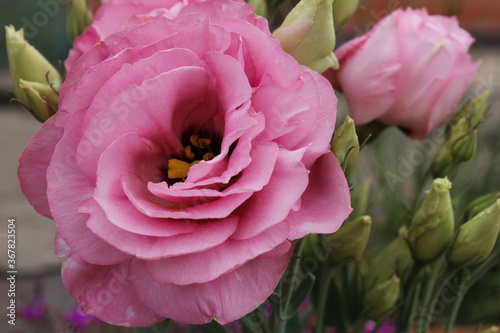 pink flowers