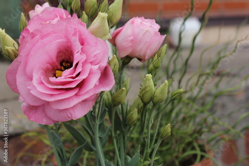 pink roses in the garden