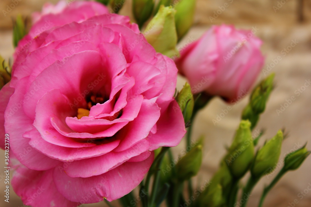 Obraz premium pink eustoma flowers