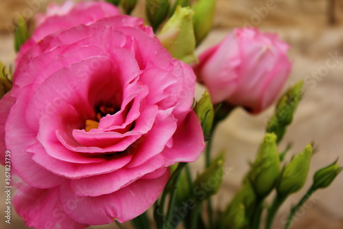 pink eustoma flowers © Оксана Читаева