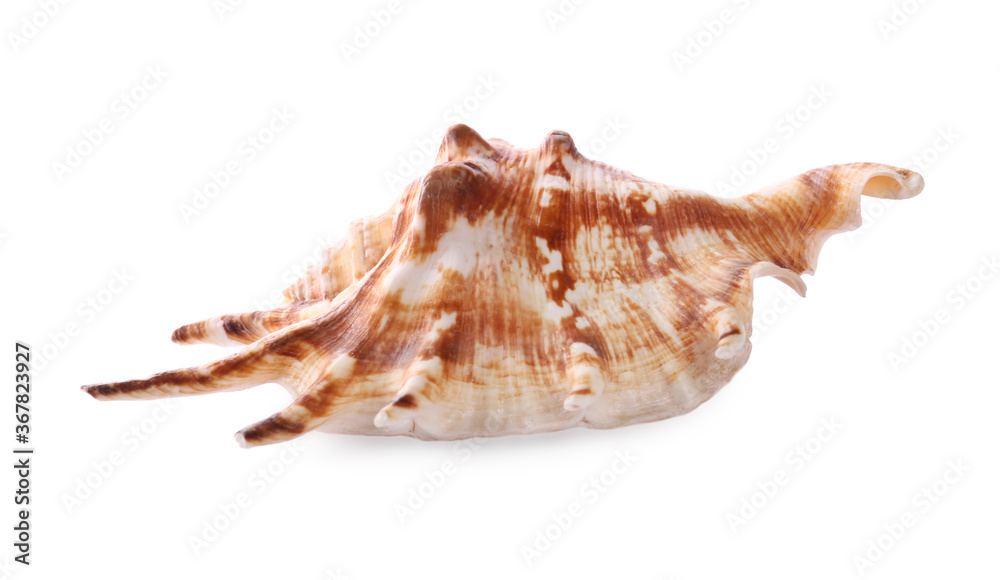 Beautiful exotic sea shell isolated on white Beautiful exotic sea shell isolated on white