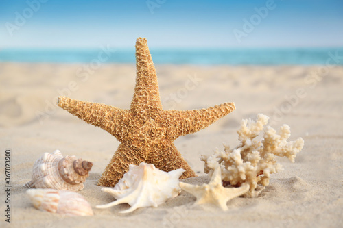 Starfish and beautiful seashells on sandy beach