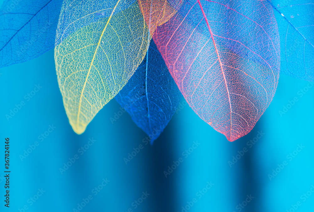 Obraz premium Macro skeleton leaves close up background texture