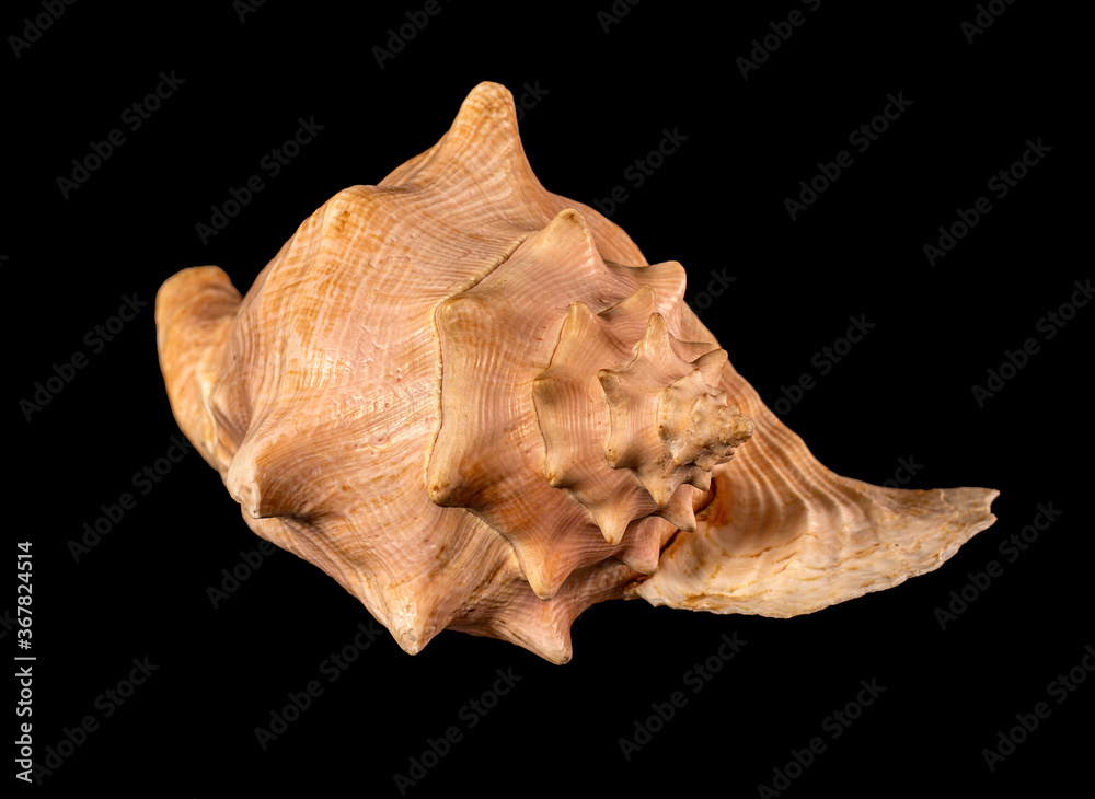 Sea shell isolated on a black background. Beautiful seashell Sea shell isolated on a black background. Beautiful seashell