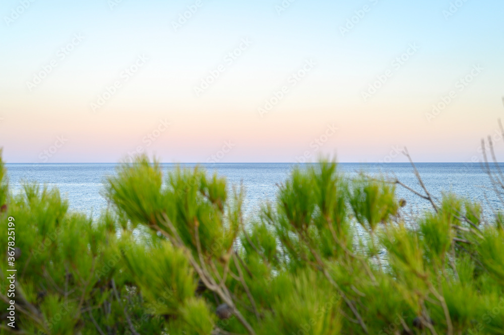 horizon of the seascape at dusk and a blurred branches of a pine tree