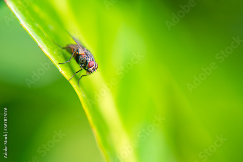 fly on a blurred green leaf. type of insect