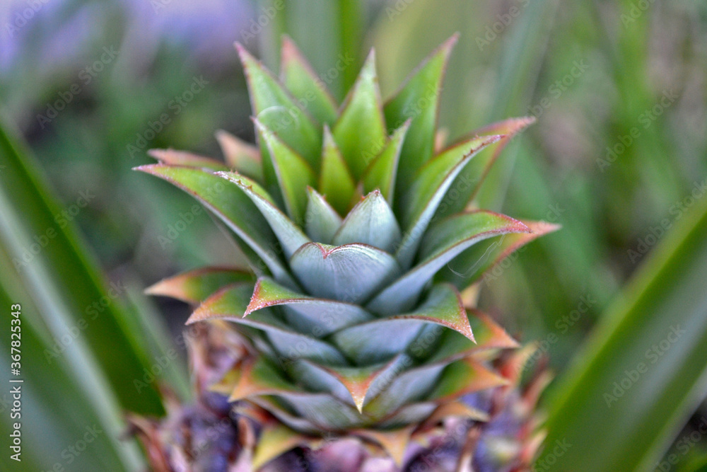 Fototapeta premium close up of a pineapple