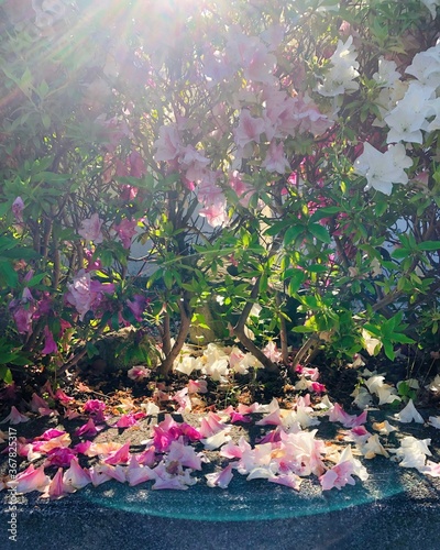 pink flowers in the garden