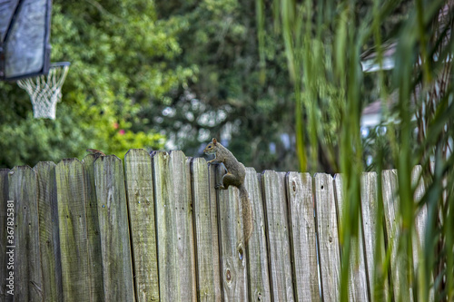 squirrel old wooden fence