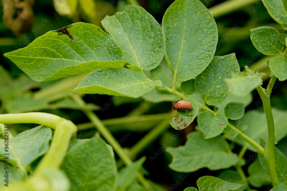 Colorado potato beetle larva eats potato leafs. Colorado potato beetle larva eats potato leafs.
