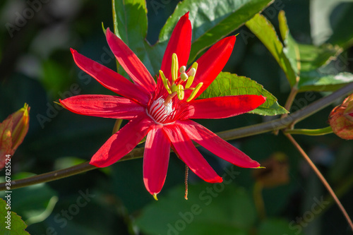 red and yellow flower © chris