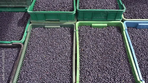 harvest of fresh blueberries in boxes