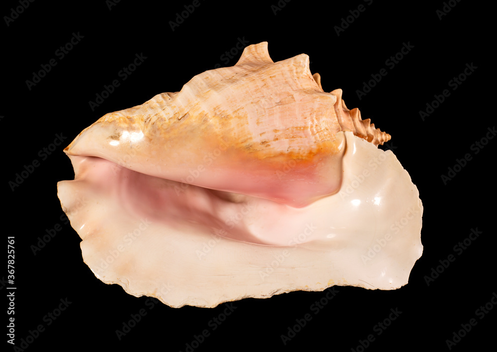Sea shell isolated on a black background. Beautiful seashell Sea shell isolated on a black background. Beautiful seashell
