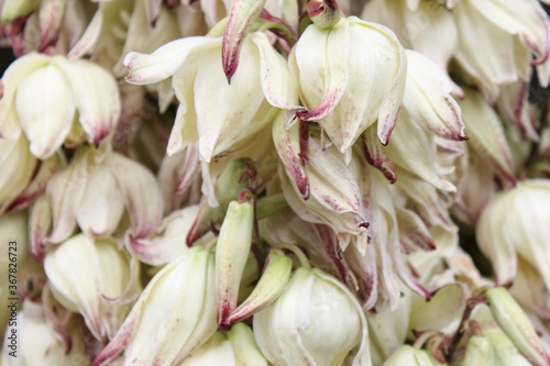 the flowers of agave