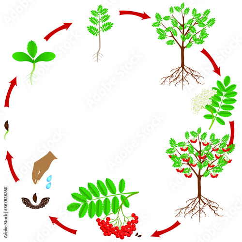 Cycle of a red rowan plant growth isolated on white background.